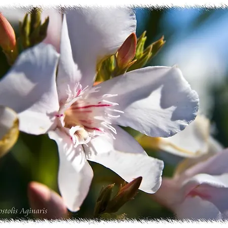 Alafouzos & Apartman